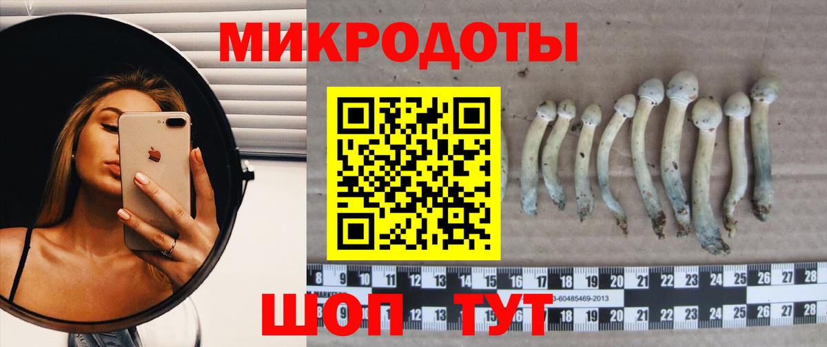 Галлюциногенные грибы Psilocybe Шахты